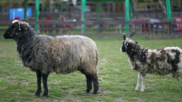 Due capre in azienda, terreni agricoli biologici - Foto, immagini