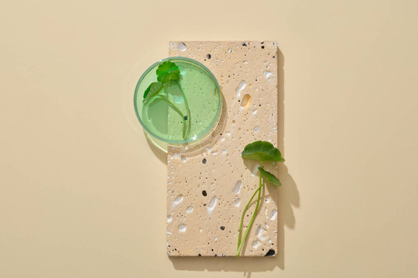 Ένα γυάλινο τρυβλίο Petri με πράσινα υγρά και φρέσκα φύλλα Gotu kola σε πέτρινο βάθρο. Κενό διάστημα για την προώθηση των προϊόντων που εξάγονται από το Gotu kola (Centella asiatica) - Φωτογραφία, εικόνα
