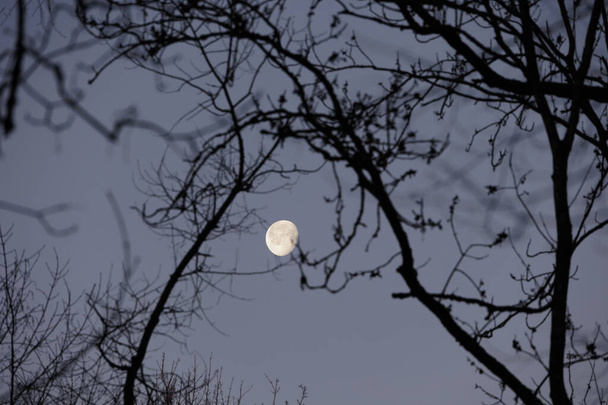 Waning full moon wiping bare branches in January in the Siebentischwald near Augsburg Siebenbrunn - Photo, Image