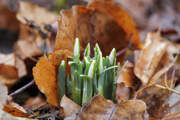 the flower buds of snowdrops peek out of the ground between wilted leaves in January in Siebenbrunn near Augsburg - Photo, Image