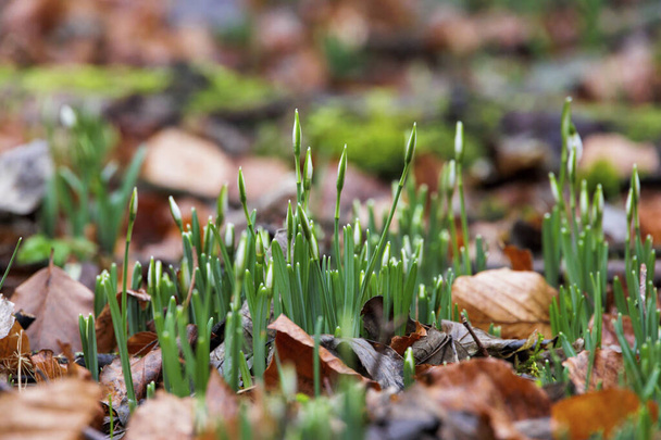 the flower buds of snowdrops peek out of the ground between wilted leaves in January in Siebenbrunn near Augsburg - Photo, Image