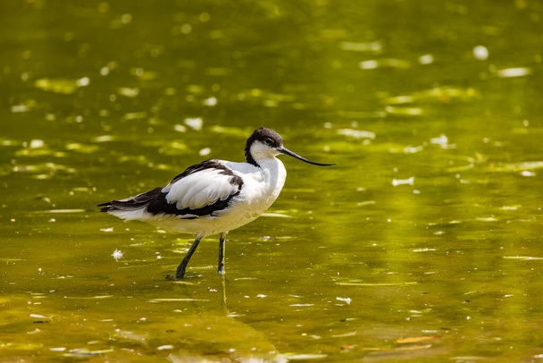 A striking example of an avocet bird foraging in a park - Photo, Image