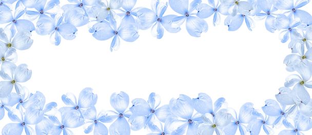 白い背景に隔離された美しい柔らかい青い犬の木の花. お祝いフラワーバック。 スペースをコピーする。 ロングバナー。 フレームフローラル - 写真・画像