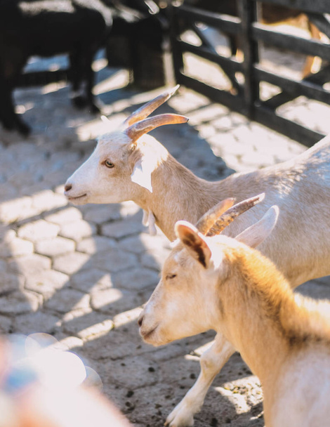 Tipikus dél-amerikai kecskék egy gazdaságban - Fotó, kép