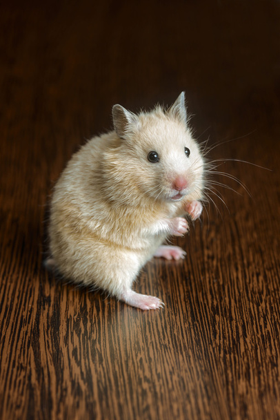 little hamster straw colored - Foto, Bild