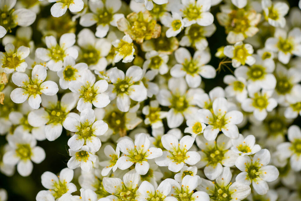 Fehér szaxifrázs virágok. Virágzó üzem közelkép. Szaxifraga. - Fotó, kép