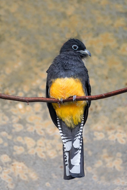 Portrait of a white-tailed trogon sitting on a branch. Trogonidae. Tropical bird. - Photo, Image