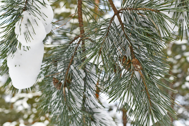 雪に覆われたスプルースの木は,新年の銀に立って,白いベッドのように,雪の漂流は半暗闇の中にあります. - 写真・画像