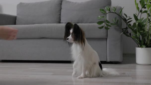 かわいいパピロン犬のトレーニングプロセス - 飼い主は彼女のペットにコマンドとフィードを与える - 映像、動画