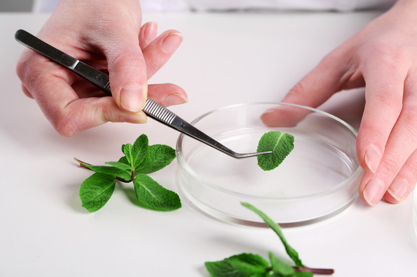 Woman examining green plant in laboratory, close up - Foto, Imagen