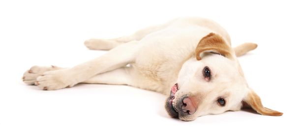 Cute dog isolated on white background - Fotó, kép