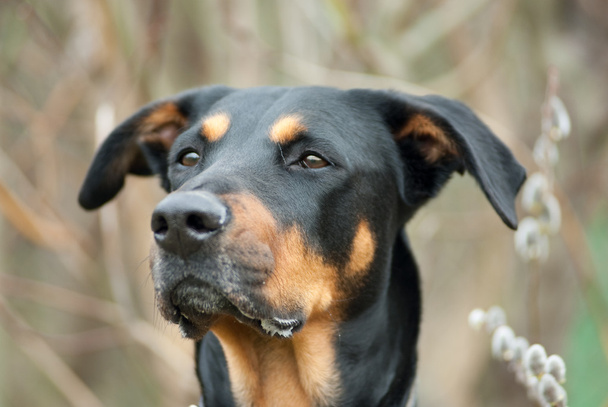Пасхальный пес - Фото, изображение