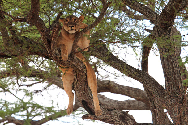 Λιοντάρι χαλαρώσετε στο δέντρο, Τανζανία - Φωτογραφία, εικόνα