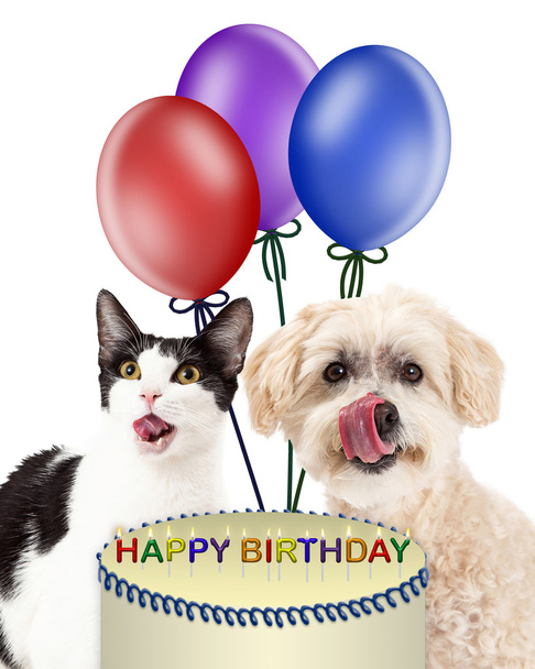 birthday dog and cat licking muzzles - Photo, Image