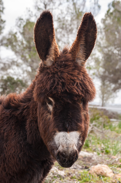 Catalonian donkey - Photo, Image