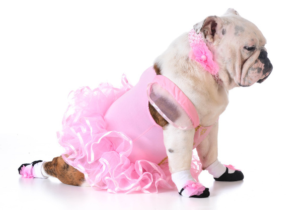 bulldog ballerina - Fotografie, Obrázek