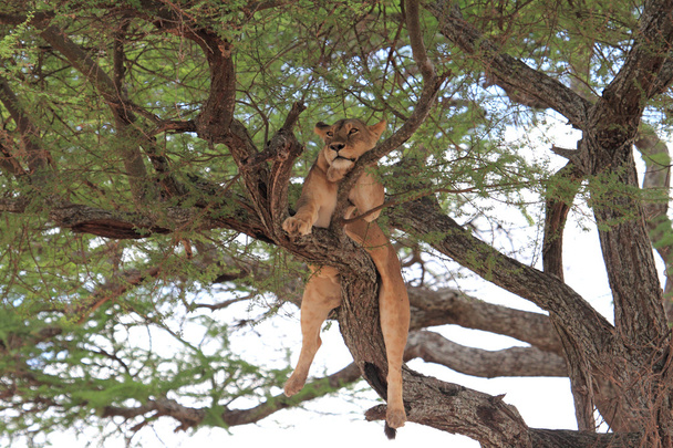 León relajarse en el árbol, Tanzania
 - Foto, imagen