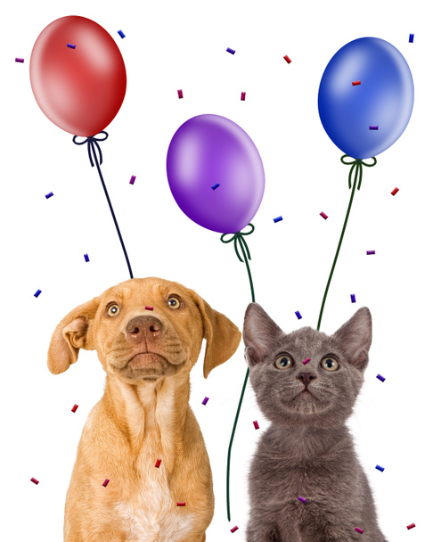 Lindo cachorro joven y gatito con globos
 - Foto, imagen