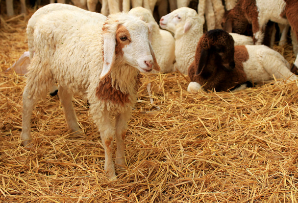 Spousty ovcí - Fotografie, Obrázek