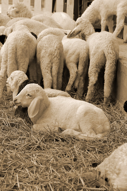 A lots of sheep - Photo, Image