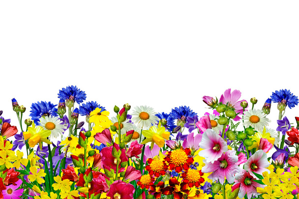 Virágok elszigetelt fehér háttér - Fotó, kép
