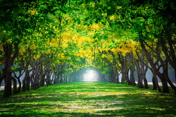 Verse en groene prachtige zomer bloeiende gele bloemen tunn - Foto, afbeelding