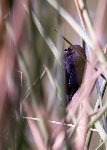 Вражаючий червонокрилий чорний птах, Агелай феніцій, гравірує північноамериканські болота з яскравими червоними плечима і мелодійними викликами.  - Фото, зображення