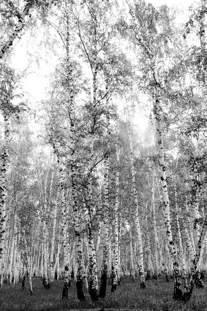Fekete-fehér nyír grove - Fotó, kép
