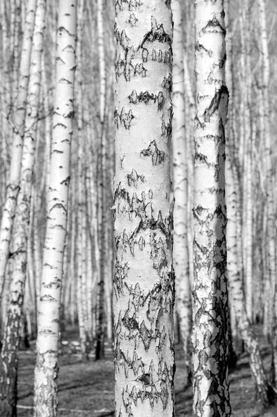 Birch grove in black and white - Photo, Image