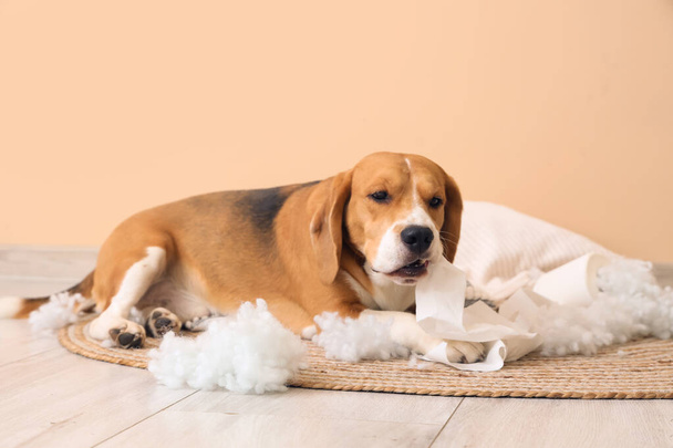 引き裂かれた枕とベージュの壁の近くに座っているトイレットペーパー ロールが付いているひどいビーグル犬 - 写真・画像
