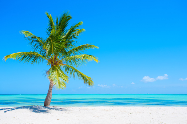 Palm tree on tropical beach - Photo, Image