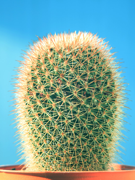 close up needles of 	succulents cactus plant in pot against ligh - Photo, Image