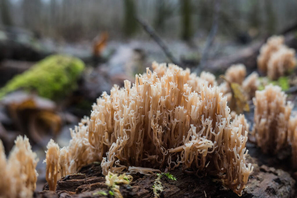 Свежий коралловый гриб на коре с дерева зимой - Фото, изображение