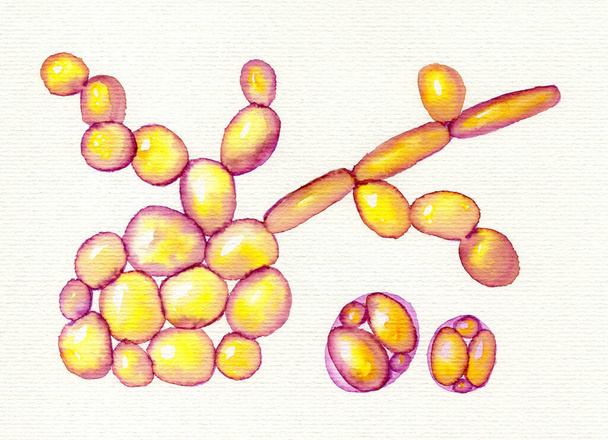 Ζύμες Saccharomyces cerevisiae, ζωγραφισμένη στο χέρι ακουαρέλα. Ζύμες αρτοποιίας ή ζυθοποιίας, προβιοτικά που αποκαθιστούν τη φυσιολογική χλωρίδα του εντέρου. - Φωτογραφία, εικόνα