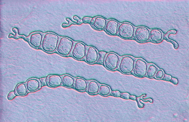 Trichophyton verrucosum (sığır mantarı mantarı), 3 boyutlu illüstrasyon. Sığırlarda, eşeklerde ve diğer hayvanlarda çeşitli deri enfeksiyonlarına yol açtığı bilinen bir dermatophyte mantarı.. - Fotoğraf, Görsel