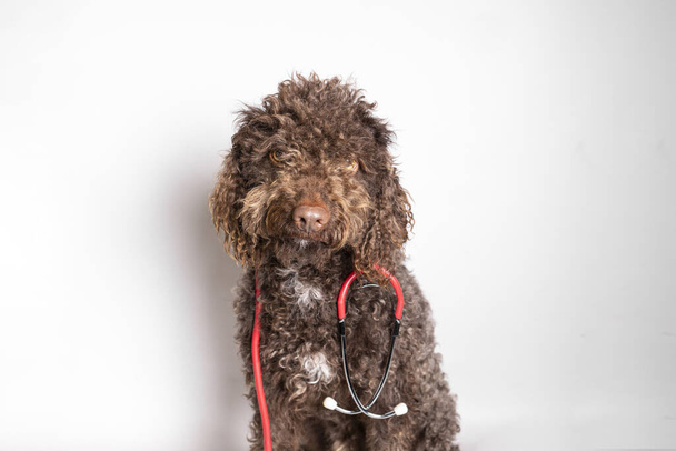 Uroczy pies ze stetoskopem odizolowany na białym tle. Koncepcja opieki i dobrostanu zwierząt - Zdjęcie, obraz