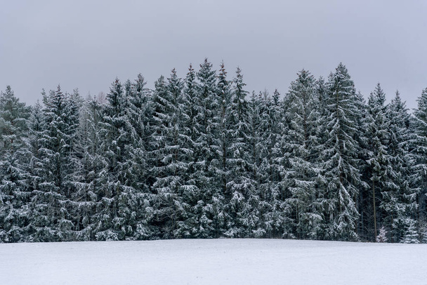 Зимний пейзаж в Шварцвальде, Германия, с заснеженными соснами - Фото, изображение