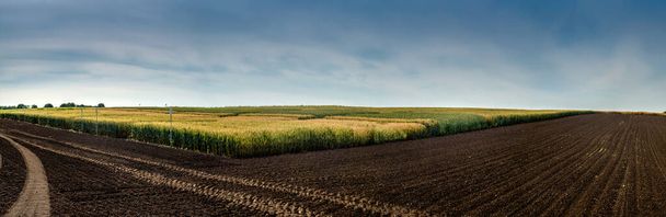 панорамный вид с угла пахотных земель и участков спелой пшеницы и неба - Фото, изображение