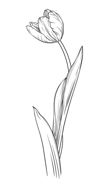 Flor de tulipán ilustración vector dibujado a mano. Aislado sobre fondo blanco. - Vector, imagen