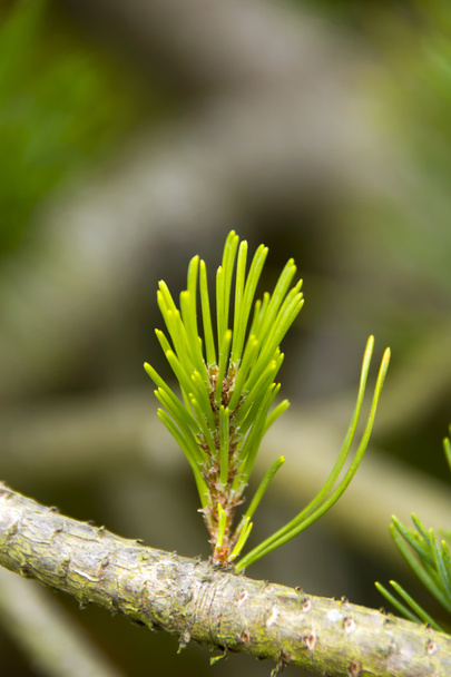 Pine Bud - Photo, Image