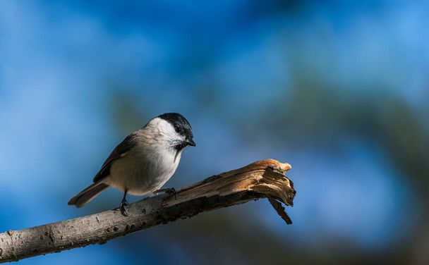 black capped chickadee or Willow tit (Poecile montanus) on a branch - Photo, Image