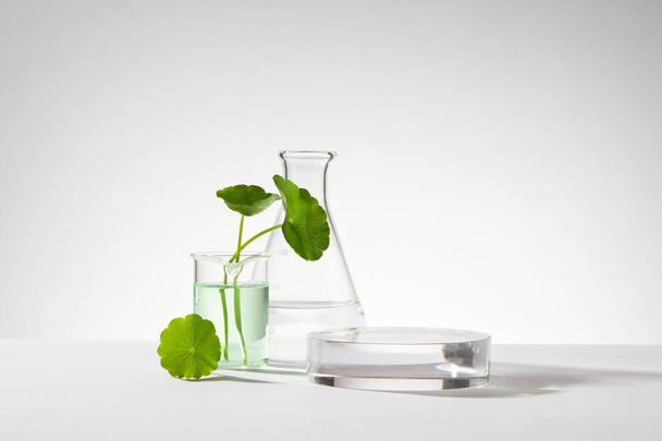 Een glazen bekerglas met water en gotu kola (Centella asiatica) versierd met erlenmeyer fles en rond podium. Lege ruimte om cosmetisch product weer te geven - Foto, afbeelding