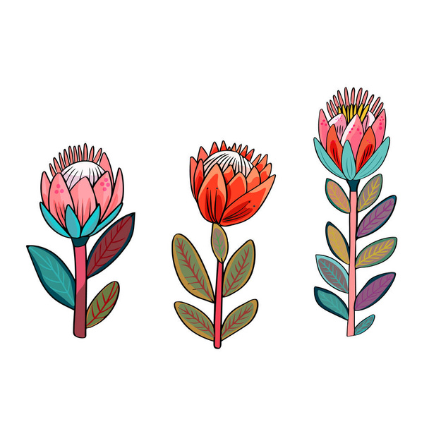 Protea çiçeklerinin izole vektör seti. Boho tarzı çiçekler, beyaz arka planda çıkartma. Clip sanatı, tasarımcı için boş - Vektör, Görsel