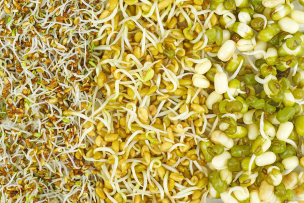 Contexto alimentar: sementes germinadas de alfafa, feno-grego e feijão-mungo. - Foto, Imagem