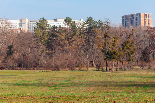 Vihreä nurmikko ja puiden oksat kohtaus kevään luonnon kaupungin puistossa - Valokuva, kuva