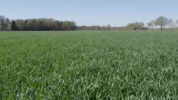 Questo filmato mostra la crescita rigogliosa e vibrante di un ampio campo agricolo in primavera. Il drone scivola a bassa quota, strisciando sui campi verde fresco, che ondeggia dolcemente in - Filmati, video