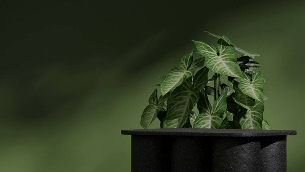 シーンテンプレート 風景緑の壁,シンゴニウム植物,3Dレンダリングで黒テクスチャされたセラミック表彰台 - 写真・画像