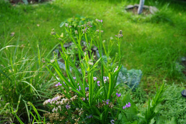 Limonium sinuatum blooms in autumn. Limonium sinuatum, wavyleaf sea lavender, statice, sea lavender, notch leaf marsh rosemary, sea pink, is a Mediterranean plant species. Berlin, Germany - Photo, Image