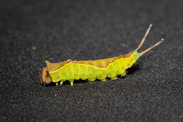 Желтая гусеница Cerura vinula из Puss moth - Фото, изображение