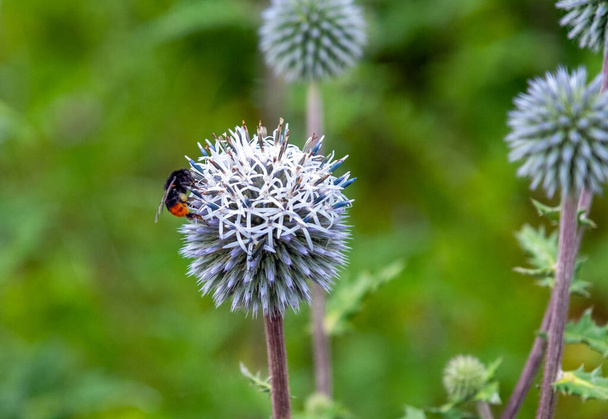 bumblebee опыляет большой глобус-чертополох, Bombus, Echinops - Фото, изображение
